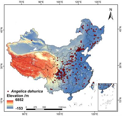 The potential habitat of Angelica dahurica in China under climate change scenario predicted by Maxent model